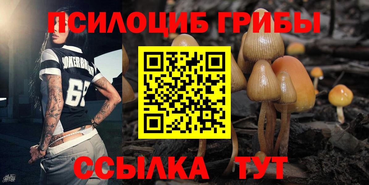 где купить наркоту  Галлюциногенные грибы Psilocybine cubensis  Севастополь  Вход с VPN  Галлюциногенные грибы мицелий 